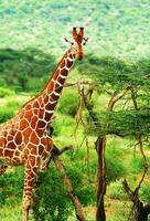 giraff i naturen foto