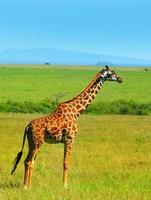 vild afrikansk giraff foto