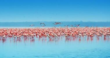 afrikansk flamingos i de sjö foto