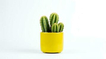Foto av taggig päron i minimalistisk gul pott som krukväxt för Hem dekoration isolerat på vit bakgrund. generativ ai