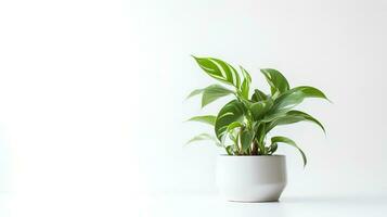 Foto av dekorativ växter i minimalistisk pott som krukväxt för Hem dekoration isolerat på vit bakgrund. generativ ai