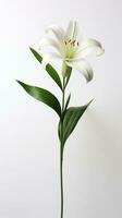 Foto av ett stjälk av lilja blomma isolerat på vit bakgrund. generativ ai