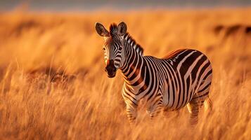 Foto av zebra på savann på solnedgång. generativ ai