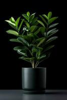 Foto av zamioculcas zamiifolia i minimalistisk pott som krukväxt för Hem dekoration isolerat på vit bakgrund på svart bakgrund. generativ ai