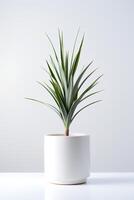 Foto av dracaena marginata i minimalistisk pott som krukväxt för Hem dekoration isolerat på vit bakgrund. generativ ai