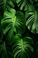 Foto av närbild monstera leafs på svart bakgrund. generativ ai