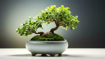 Foto av bonsai i minimalistisk pott som krukväxt för Hem dekoration isolerat på suddigt bakgrund. generativ ai