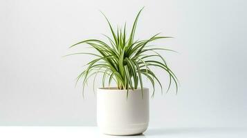 Foto av Spindel växt i minimalistisk pott som krukväxt för Hem dekoration. generativ ai