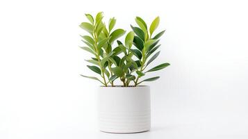 Foto av zamioculcas zamiifolia i minimalistisk pott som krukväxt för Hem dekoration isolerat på vit bakgrund. generativ ai