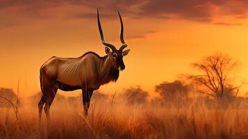 Foto av hartebeest på savann på solnedgång. generativ ai