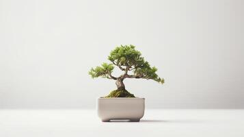 Foto av bonsai i minimalistisk pott som krukväxt för Hem dekoration isolerat på vit bakgrund. generativ ai