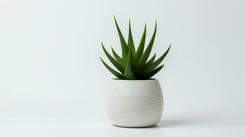 Foto av Haworthia i minimalistisk pott som krukväxt för Hem dekoration isolerat på vit bakgrund. generativ ai