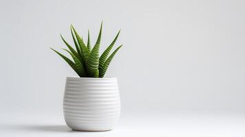 Foto av Haworthia i minimalistisk pott som krukväxt för Hem dekoration isolerat på vit bakgrund. generativ ai