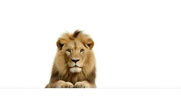 Foto av en lejon på vit bakgrund. generativ ai