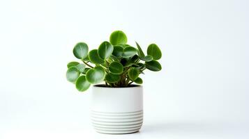 Foto av peperomia i minimalistisk pott som krukväxt för Hem dekoration isolerat på vit bakgrund. generativ ai