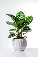 Foto av Calathea orbifolia i minimalistisk pott som krukväxt för Hem dekoration isolerat på vit bakgrund. generativ ai