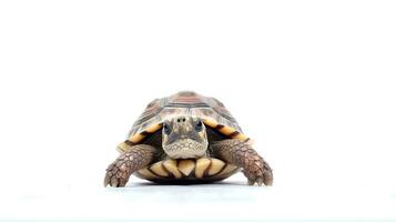 Foto av en sköldpadda på vit bakgrund. generativ ai