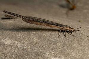 vuxen lång tailed antlion foto