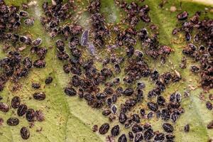 citrus- svart flyga insekter foto