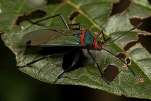 bladfotad insektsnymf foto