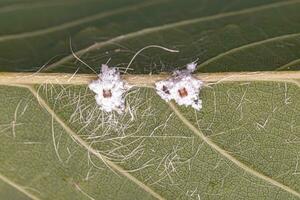 växt parasitisk hemipteran insekt foto