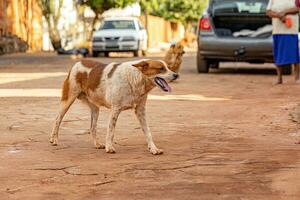 hund övergiven på de gata foto