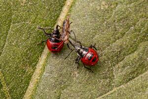 två små röd predatory stank insekt nymf opreying på en små vuxen spets insekt foto