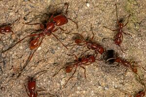 vuxen kvinna neivamyrmex armén myror foto