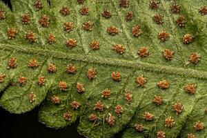 sporangia på de löv av en ormbunke foto