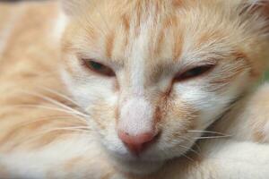stänga upp porträtt av orange katt sovande med stängd ögon foto
