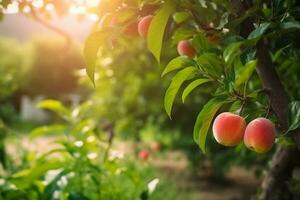 persikor växande på en träd i de sommar. färsk persikor på träd grenar. utsökt och friska organisk näring. naturlig frukt. trädgård med mogen frukter. kopia Plats. generativ ai. foto
