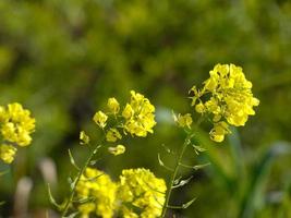 vilda blommor och örter foto