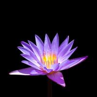 lila lotus på isolerad bakgrund