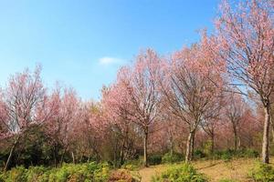 träd av vild himalayan körsbär prunus cerasoides sakura i thailand vid phu lom lo berg, loei, thailand