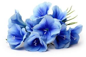blå blommor på en vit bakgrund foto