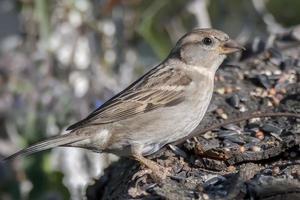 sparvfågel som sitter på en skog foto