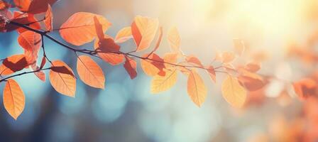 höst färgrik löv på de gren. falla bakgrund. foto