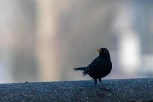 blackbird placerad på en låg vägg foto