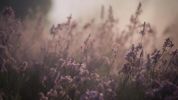 generativ ai, stänga upp växande lavendel- fält med parfym rök, blommande lavandula, rosa lila blommor och gräs. foto