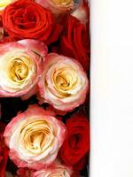 ljus röd och rosa-gul rosor, vertikal Foto. dekorativ textur bakgrund, naturlig organisk växt, skön blommor, romantisk och firande, Semester bukett foto