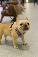 valp mops hund med hund koppel på de golv i de sällskapsdjur expo med människor fot foto