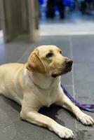 stänga upp labrador retriever hund med hund koppel på de golv i de sällskapsdjur expo med människor fot foto