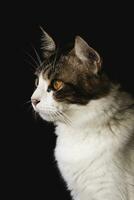 inhemsk katt närbild fotografi isolerat på mörk bakgrund. foto