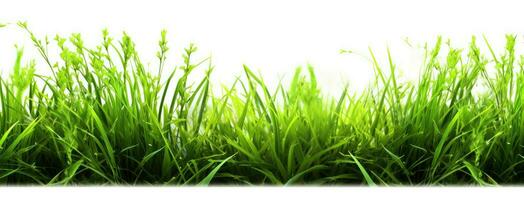 grön gräs med vit bakgrund. generativ ai foto