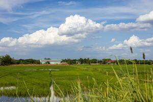 landskap av grön ris fält nära bostads- områden och rader av träd och ogräs. foto