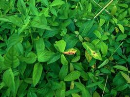 stänga upp av löv av flox paniculata växt med dagg droppar foto