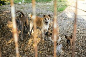 en grupp av hemlös, svältande thai hundar låst i järn staket. foto