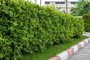 sida se av en staket vägg med färsk grön buskar växande på de vid vägkanten. foto
