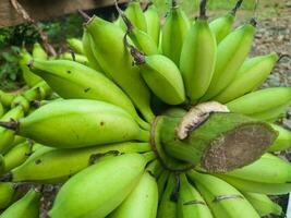 knippa av grön bananer i de trädgård. banan aawak jordbruks plantage foto