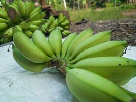 knippa av grön bananer i de trädgård. banan aawak jordbruks plantage foto